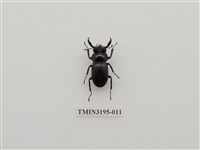 藏品(鹿角鍬形蟲)的圖片